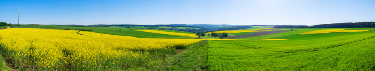 Panorama der Taunuslandschaft mit blühendem Rapsfeld