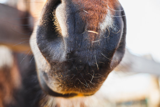 The nose of a red Arabian breed horse is very close up at a stable in spring