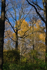 Fototapeta premium Autumn forest