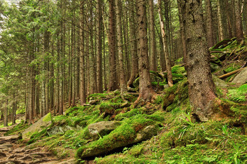 Stone path in the beautiful mountainside spruce forest, summertime hiking trail. outdoor travel background