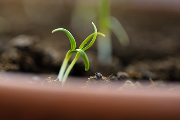 Macro shot of a spinach sprouts grown at home in soil