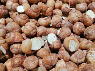 grape snail