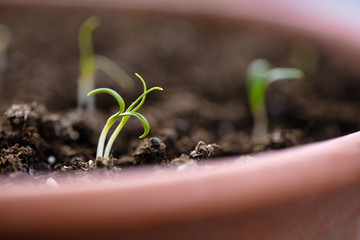 Macro shot of a spinach sprouts grown at home in soil