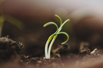 Macro shot of a spinach sprouts grown at home in soil