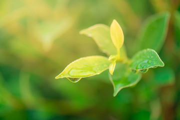 Closeup nature view of green leaf in garden at summer over sunlight with in the morning. Natural green plants using as a background or wallpaper.
