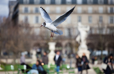 A seagull flying in a park looking for food in Paris in France