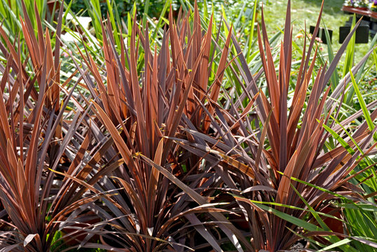 Plante De Phormium Brun