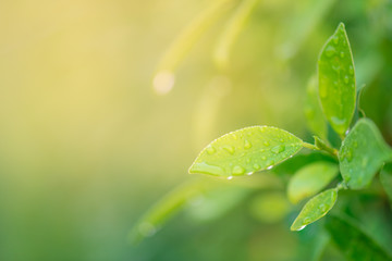 Closeup nature view of green leaf in garden at summer over sunlight with in the morning. Natural green plants using as a background or wallpaper.