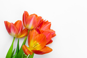 Fresh tulip flowers isolated on white background