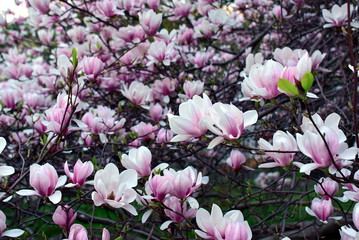 spring - magnolia blossoming in the park