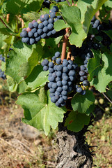 Raisin noir dans une vigne