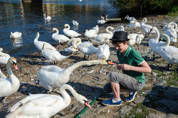 Obraz premium A boy in a green shirt feeds swans on the river coast