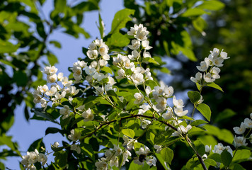 Beautiful blossoming branch of jasmine in garden