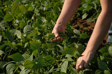 Récolte de haricot au jardin dans une main