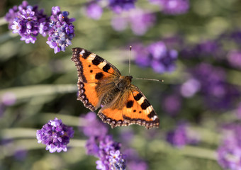 Colorful Butterfly on the blooming lavender flowers
