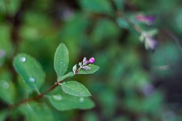 A little pink flower with raindrops.