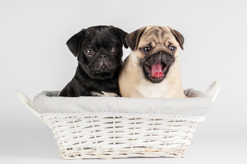 Pug dog isolated on a white background