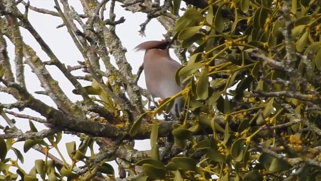 Seidenschwanz&nbsp;(Bombycilla garrulus)