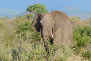 Fototapeta premium African bush elephant (Loxodonta africana) aka African savanna elephant or African elephant. North West Province. South Africa