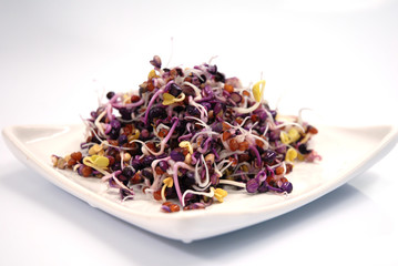 Graines &agrave; germer, pousses, sur fond blanc