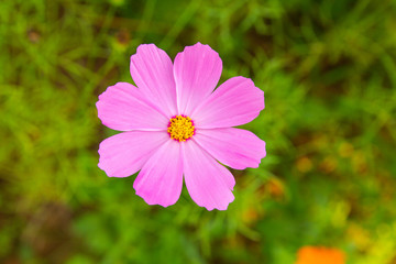 Obraz premium Pink cosmos flower blooming in the field nature background
