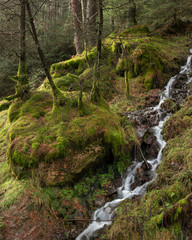 Fototapeta na wymiar Beautiful ethereal style landscape image of small brook flwoing through pine trees in Peak District in England