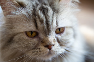 Close up portrait a cat. Selective focus at cat's eye.