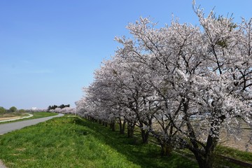 Obraz premium サクラ並木