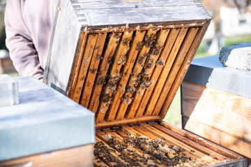 Hives in an apiary with bees flying to the landing boards. Apiculture