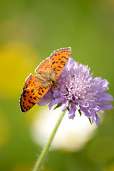 Joli papillon en gros plan sur une fleur au jardin en été