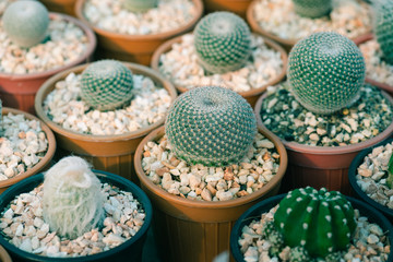 close up of cactus