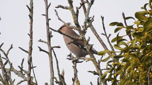 Seidenschwanz&nbsp;(Bombycilla garrulus) kotet nach dem Fressen von Mistelbeeren