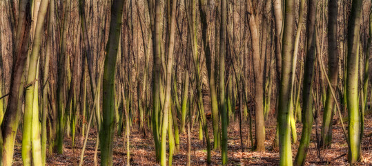 Trees in the sunshine