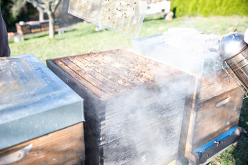 Hives in an apiary with bees flying to the landing boards. Apiculture