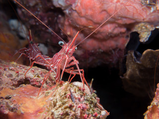 Durban Dancing Shrimp - Raja Ampat