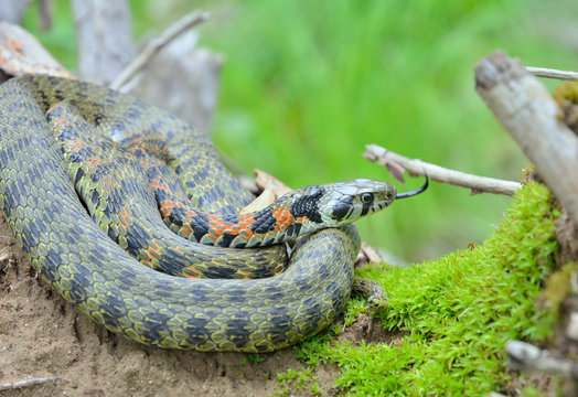 Snake (Rhabdophis tigrina) 20