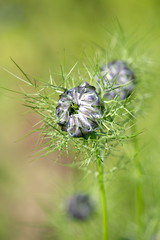 Bouton de leur de nigelle de Damas bleue en été au jardin en gros plan