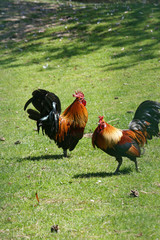 Coqs dans un jardin
