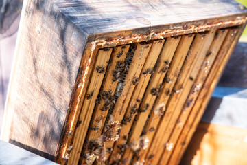 Hives in an apiary with bees flying to the landing boards. Apiculture