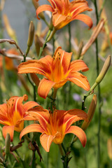 Fleur d'hemerocalle orange au jardin