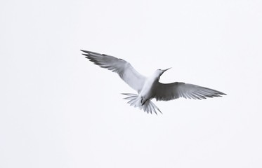 Close up of a seagull in the sky