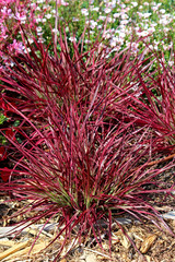 Plante de pennisetum fireworks au jardin en été