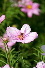 Fototapeta premium Fleur de cosmos dans le jardin