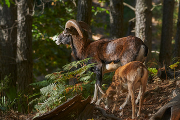 Naklejka premium Common or European mouflon (Ovis orientalis musimon). Andalusia. Spain