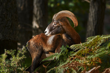 Common or European mouflon (Ovis orientalis musimon). Andalusia. Spain