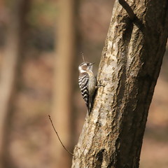 コゲラ　Japanese pygmy woodpecker	