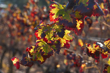 Vine leaves in autumn, Mollina. Spain