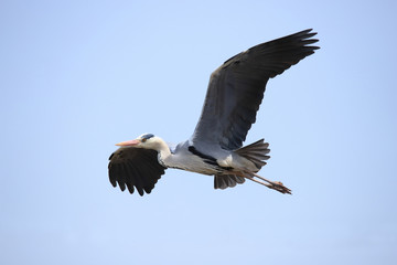 アオサギ　Grey heron