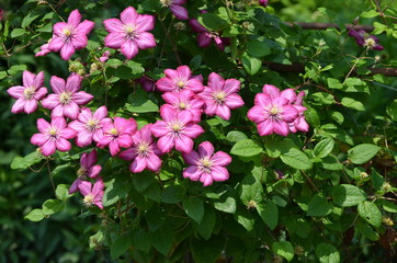 Fleurs de clématite rose au jardin en été