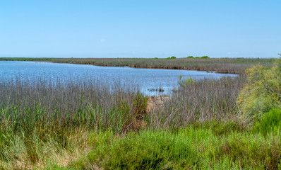 Camargue in France